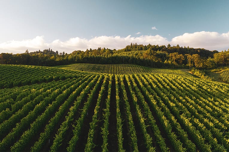 Meraki Vini