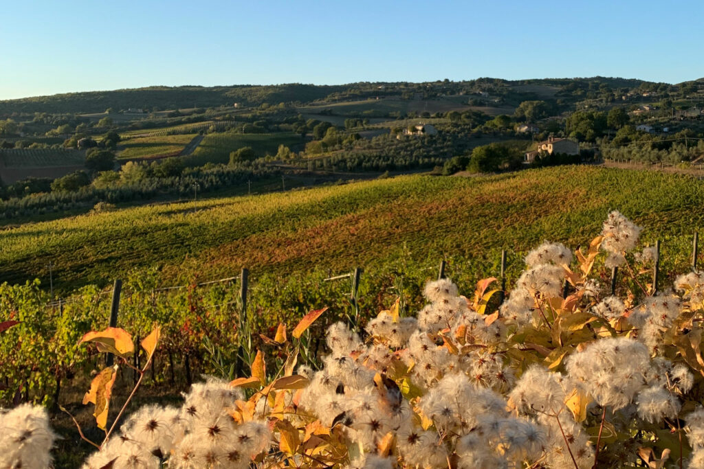 Castello Di Corbara