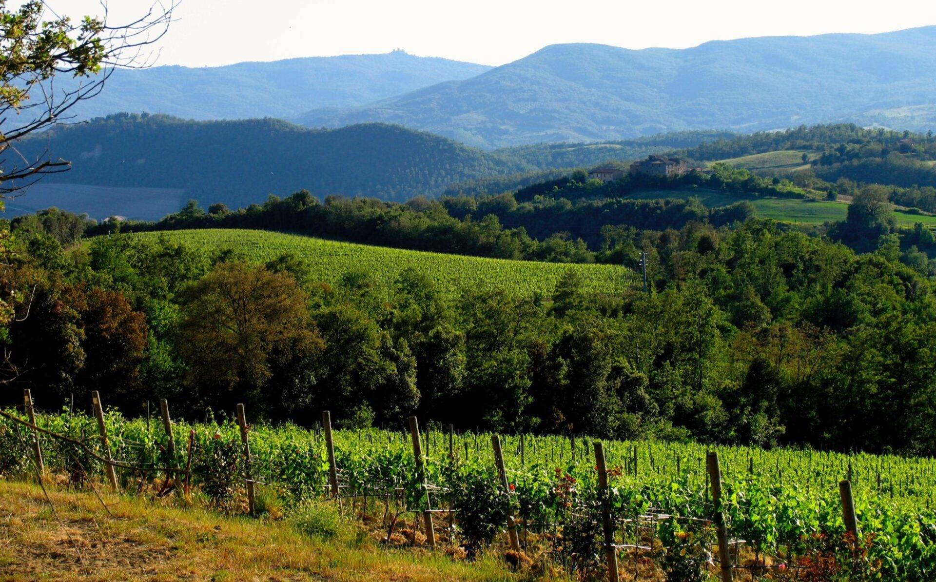 Tenuta Vitalonga