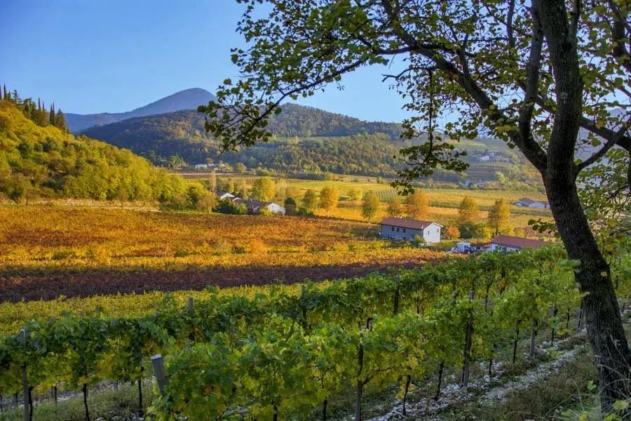 Azienda Agricola Veronese