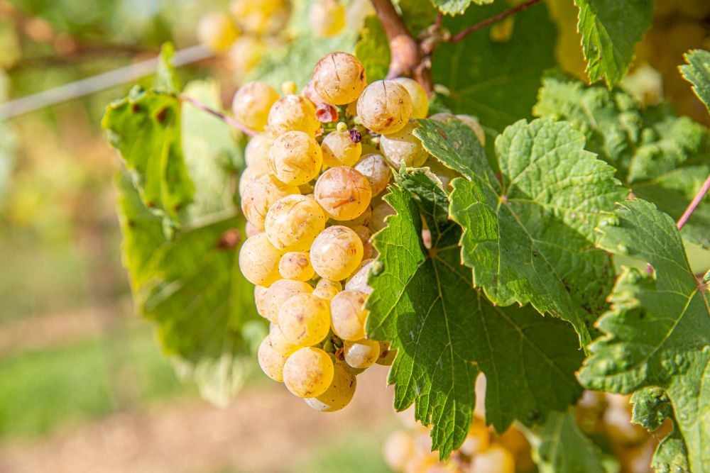Weingut & Winzerhof Kahl