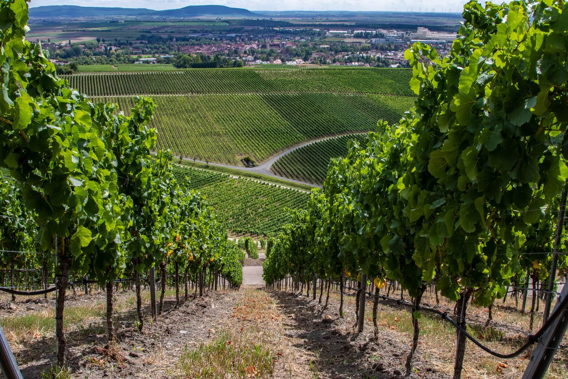 Weingut Roman Schneider, Nordheim am Main