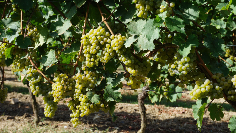 Weingut & Straußwirtschaft Bunk-Hirschmann