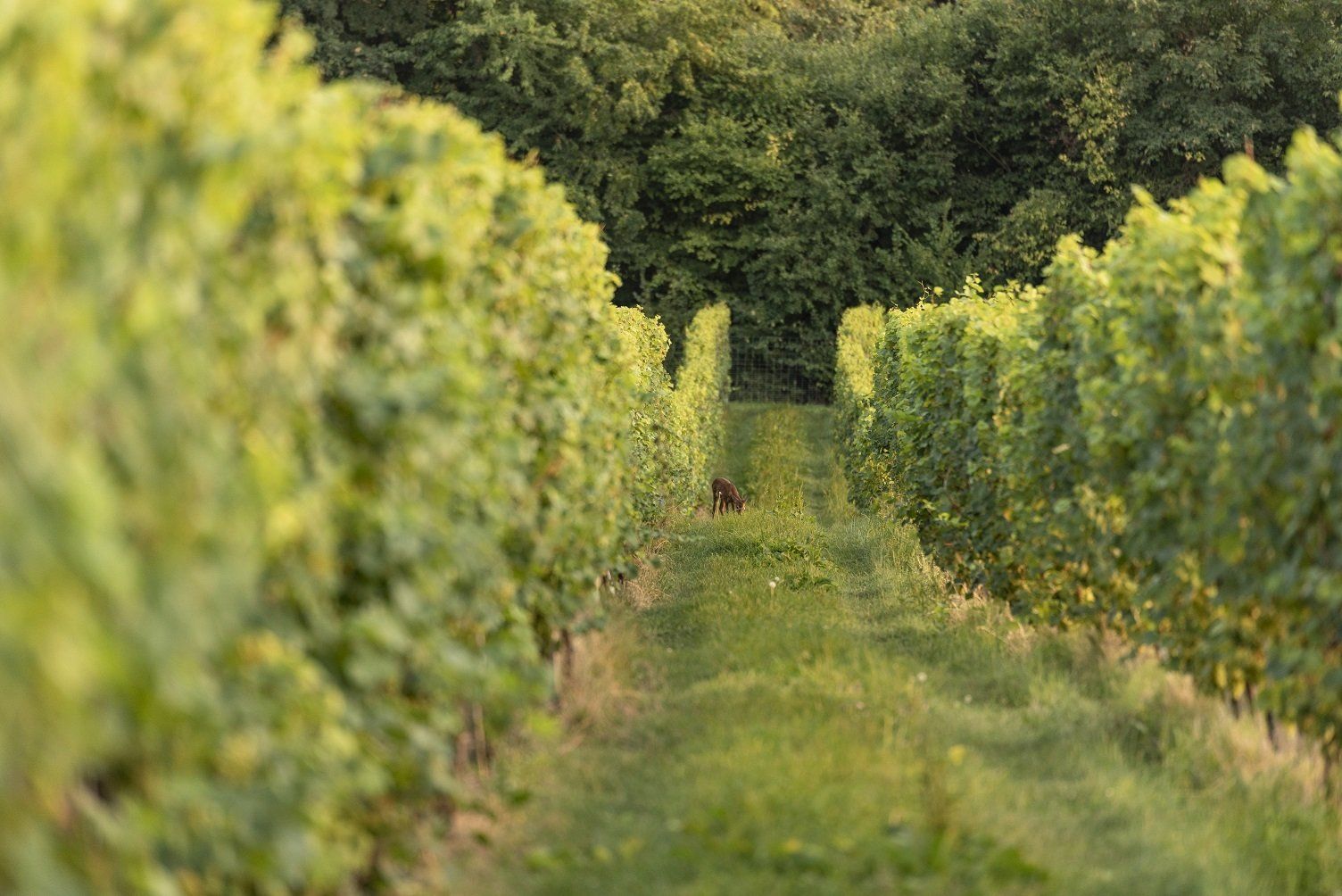 Weinhof Sorger