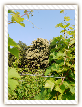Weingut Cuntz & Scheu