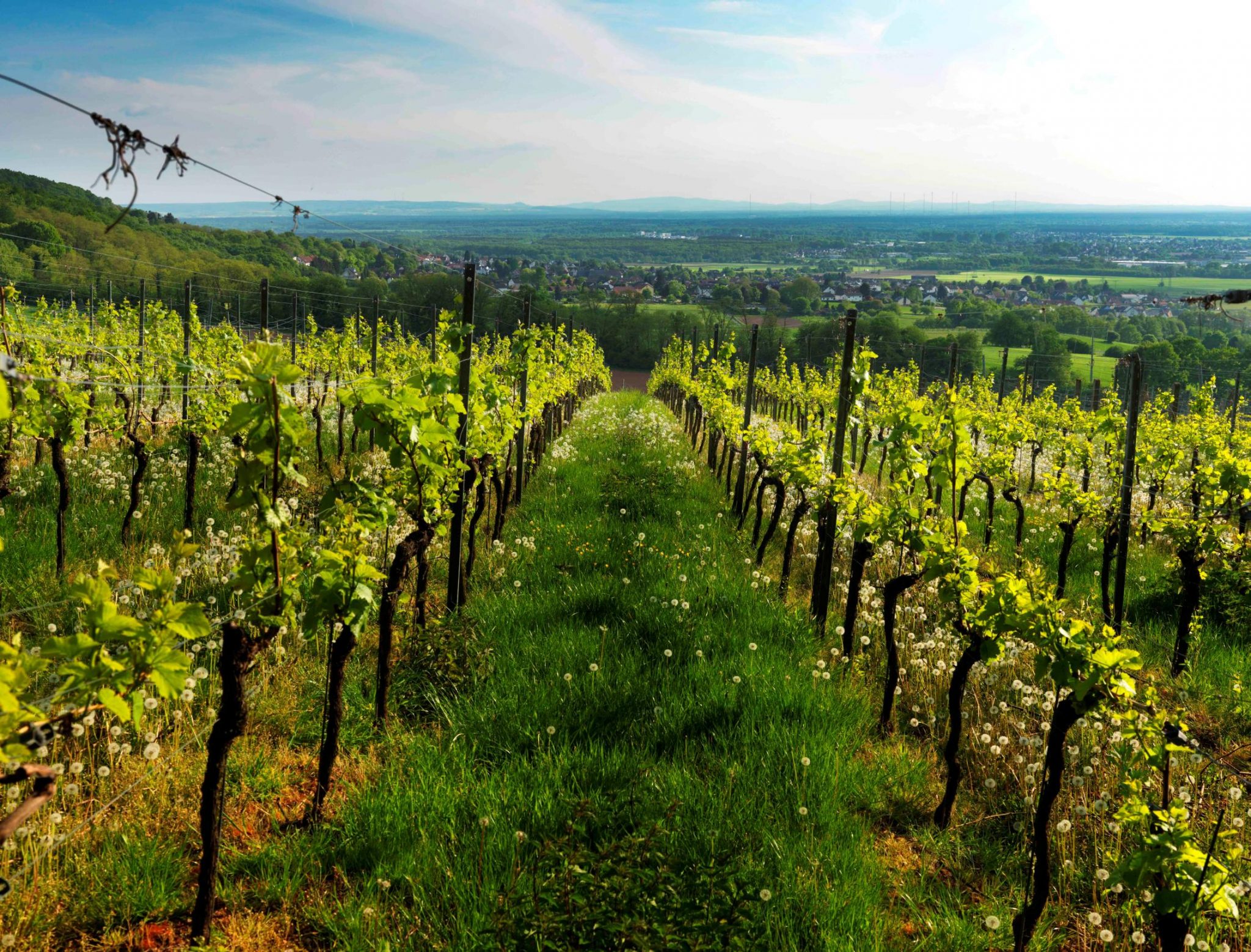 Weingut Klaus Simon