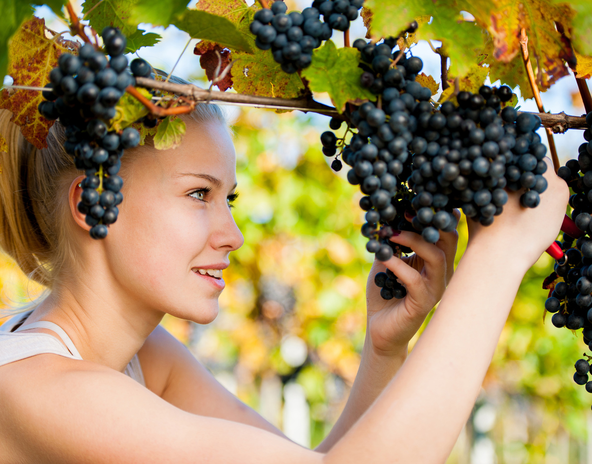 Weinschänke in der Borngass