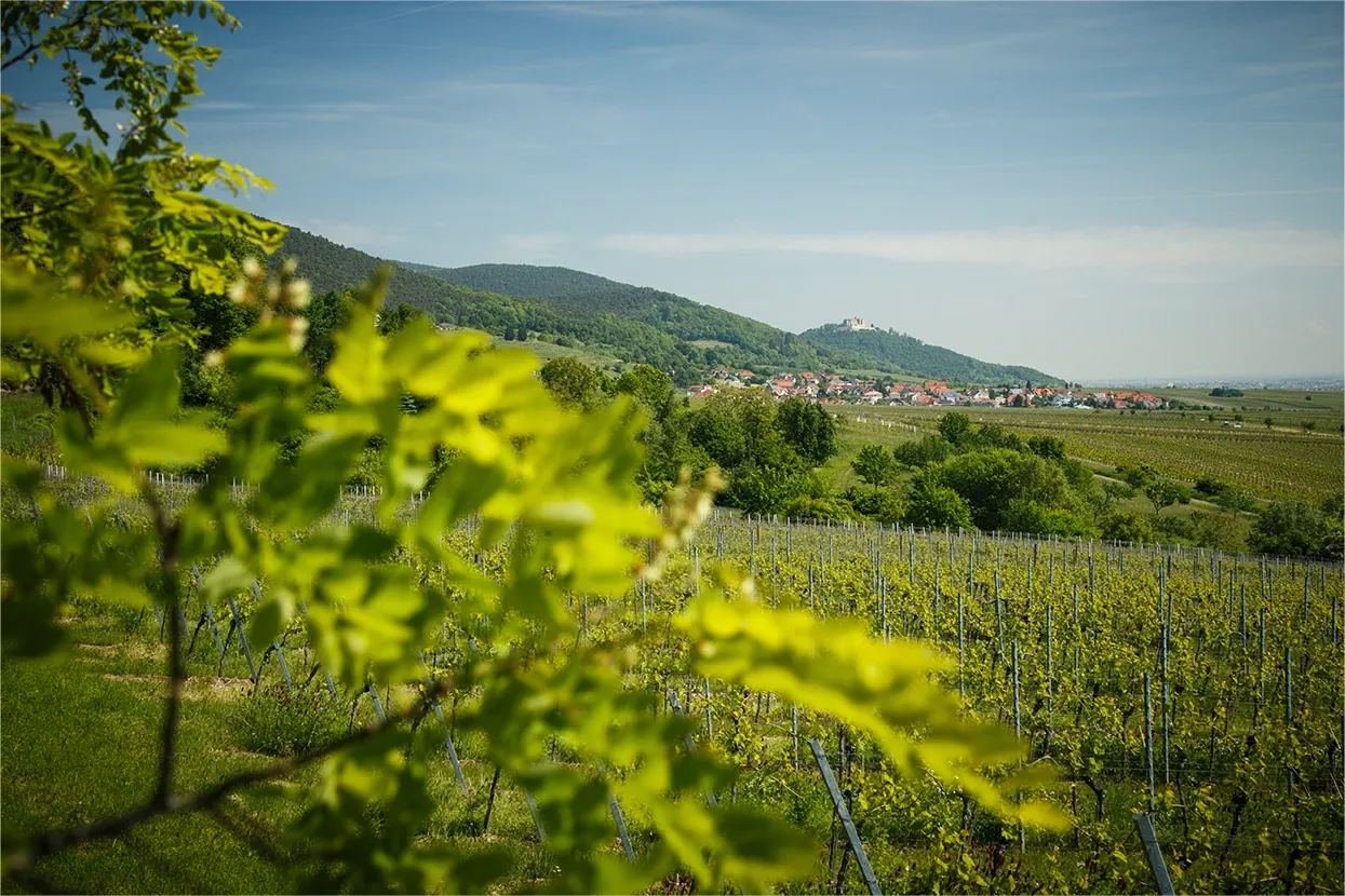 Altes Schlößchen - Ludwig Schneider GmbH