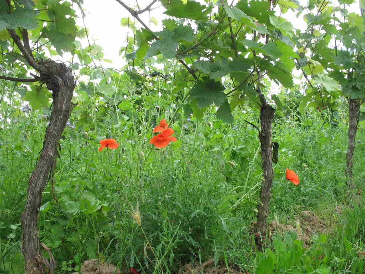 Weingut Blasius