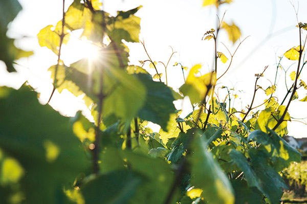 Weingut Karl-Heinz Gaul