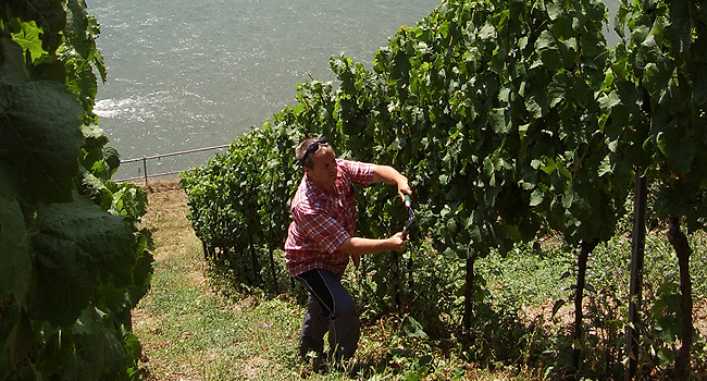 Weingut Schön
