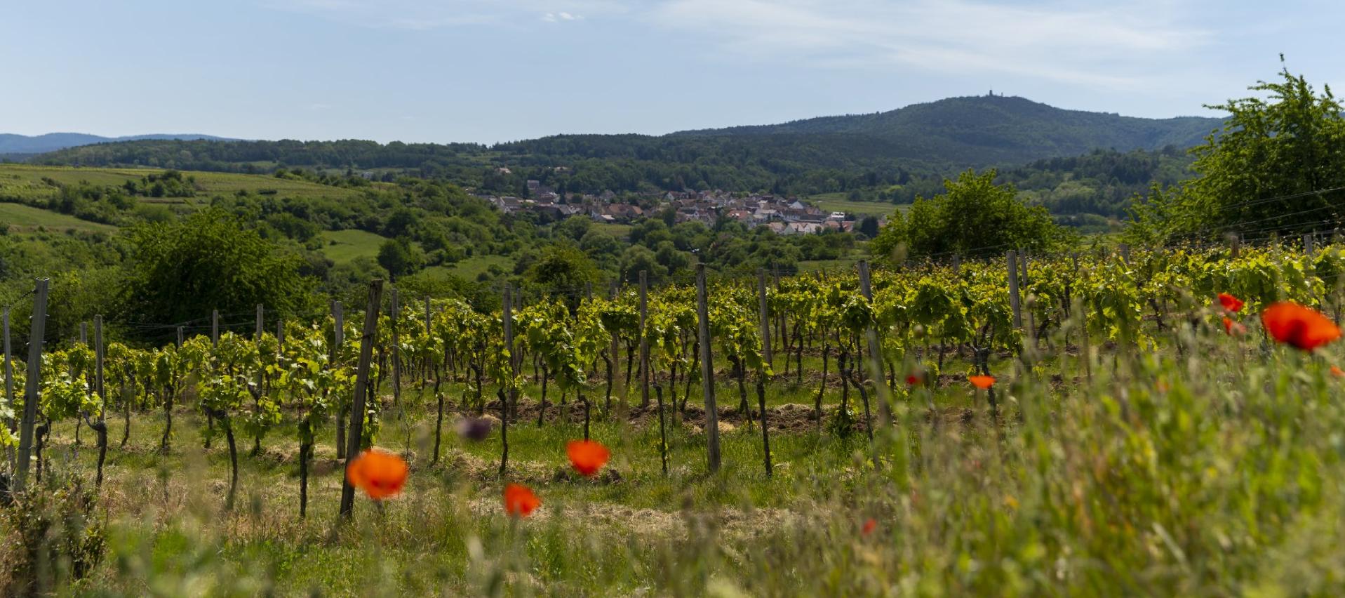 Weingut Brenneis-Koch