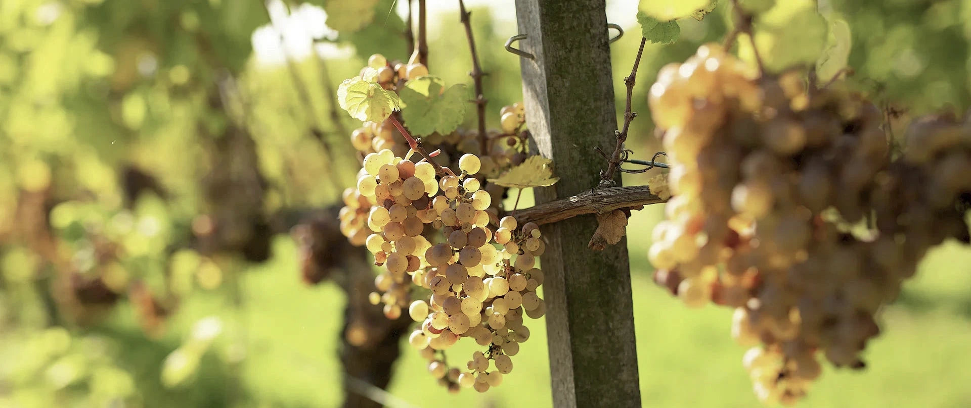 Weingut Lamm Jung KG