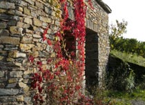 Weingut Peifer