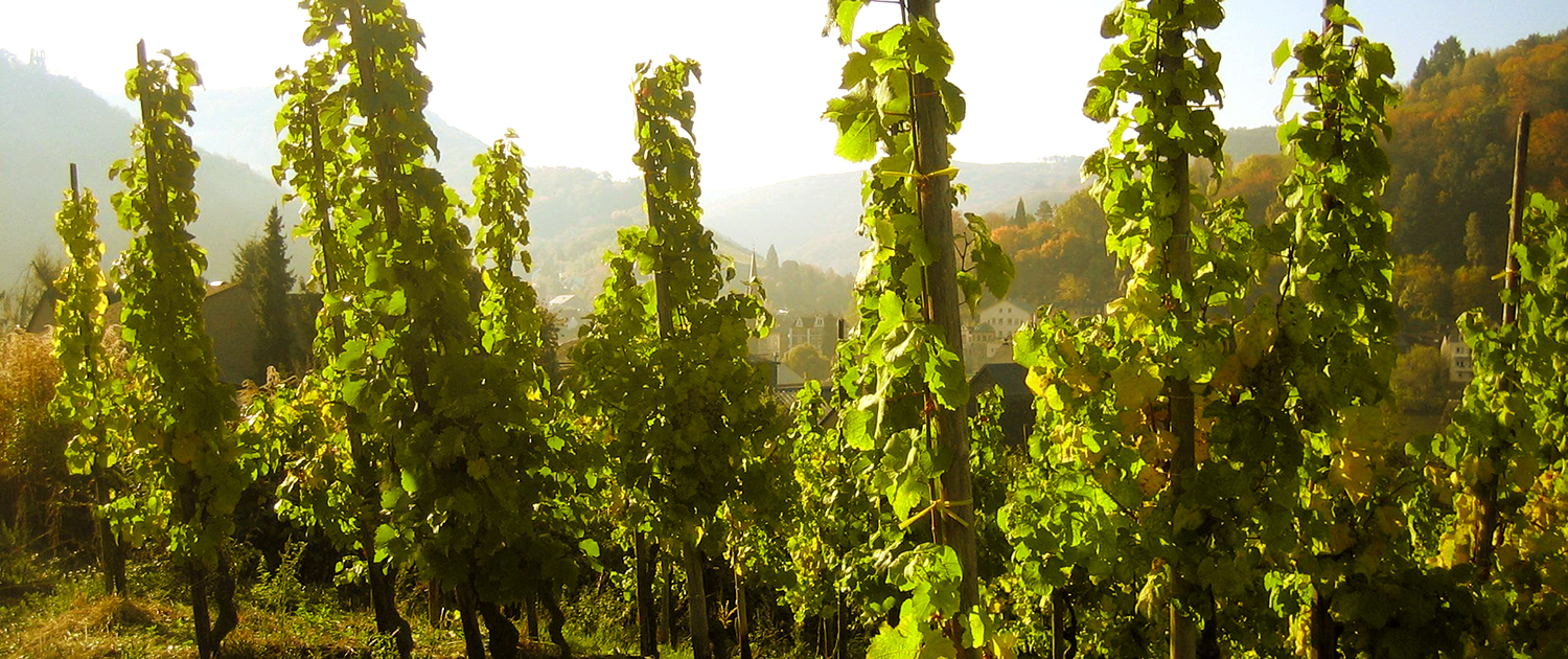 Weingut Bernd Thomas