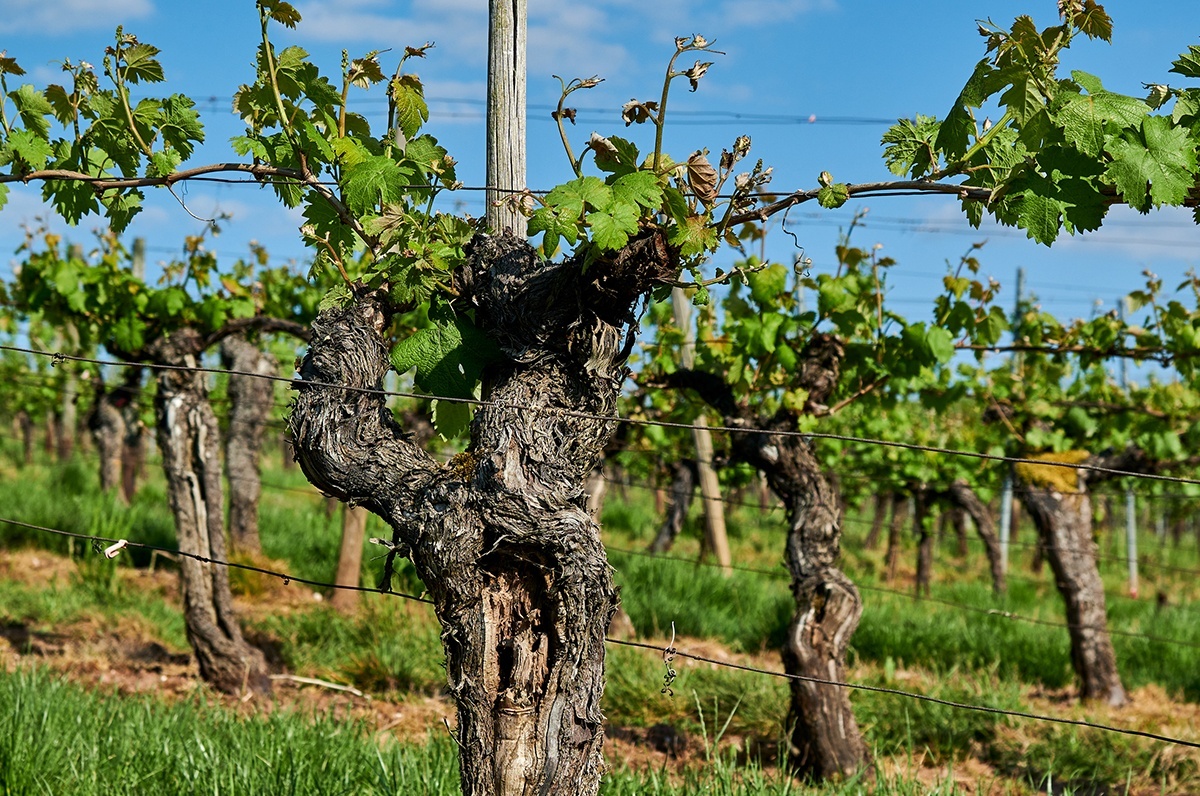 Weingut Hexamer