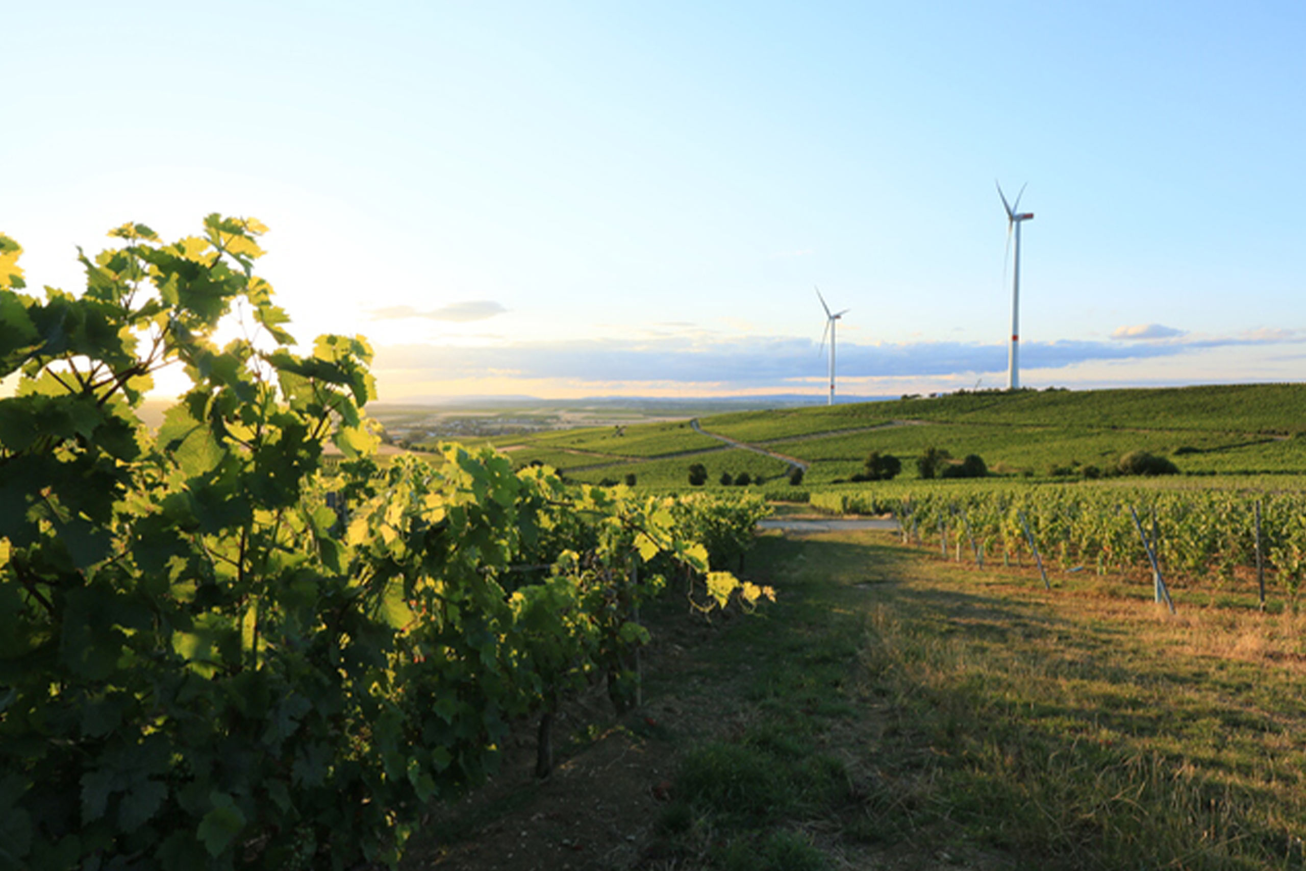 Weingut Runkel