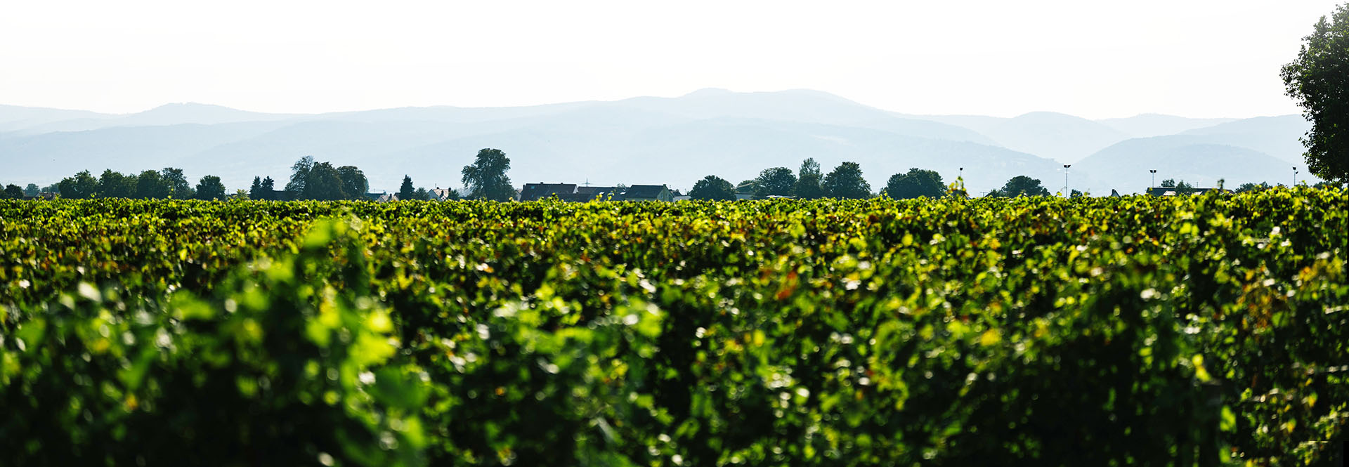Weingut Blaul & Sohn