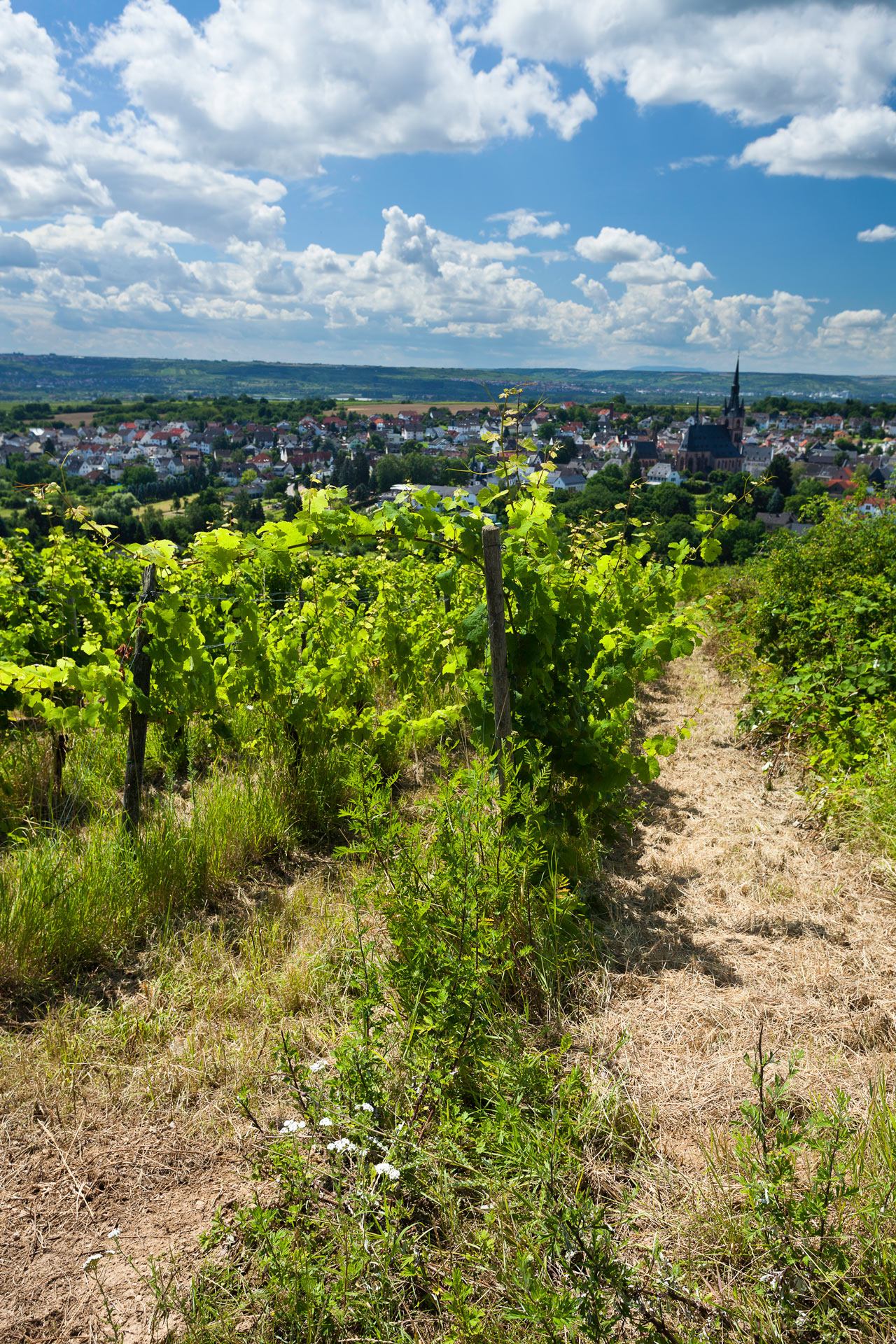Weingut Speicher-Schuth