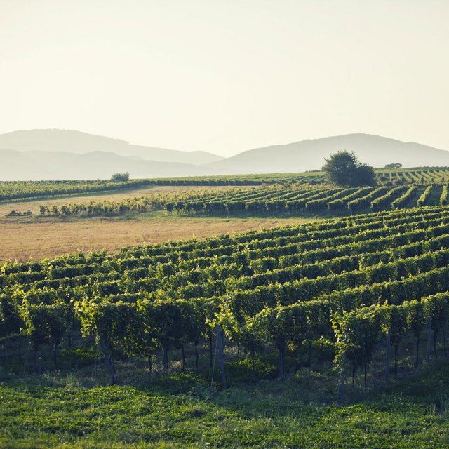 Weingut Alexander Venino