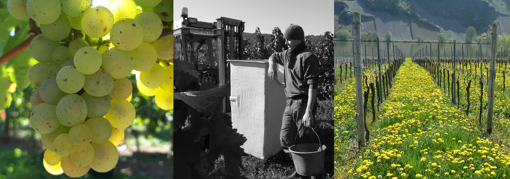 Weingut Thielen-Schunk & Sohn