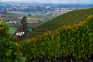 Winzergenossenschaft Buchholz/Sexau eG