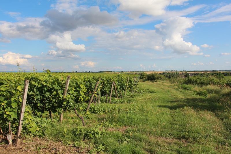 Weingut Goldschmidt