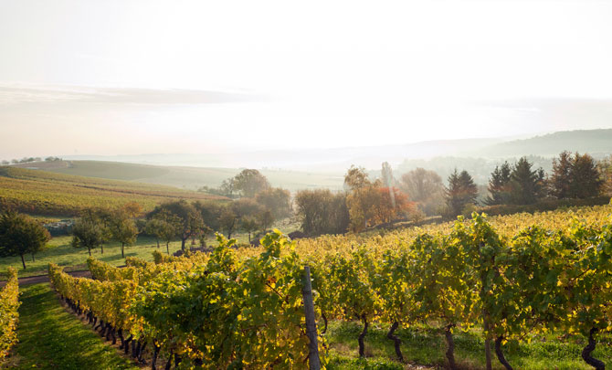 Weingut Emmerich-Koebernik