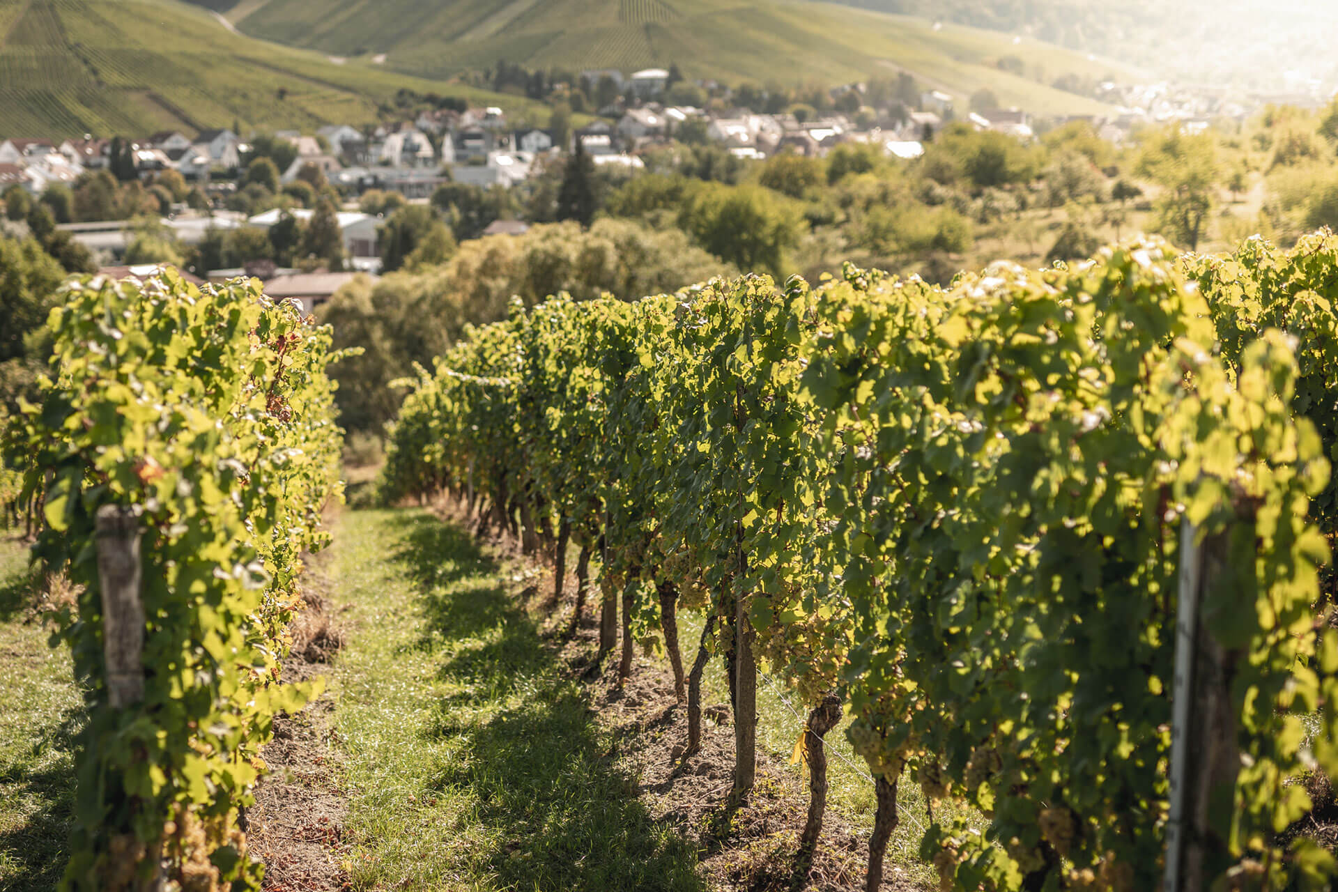 Weinbau H. Bader