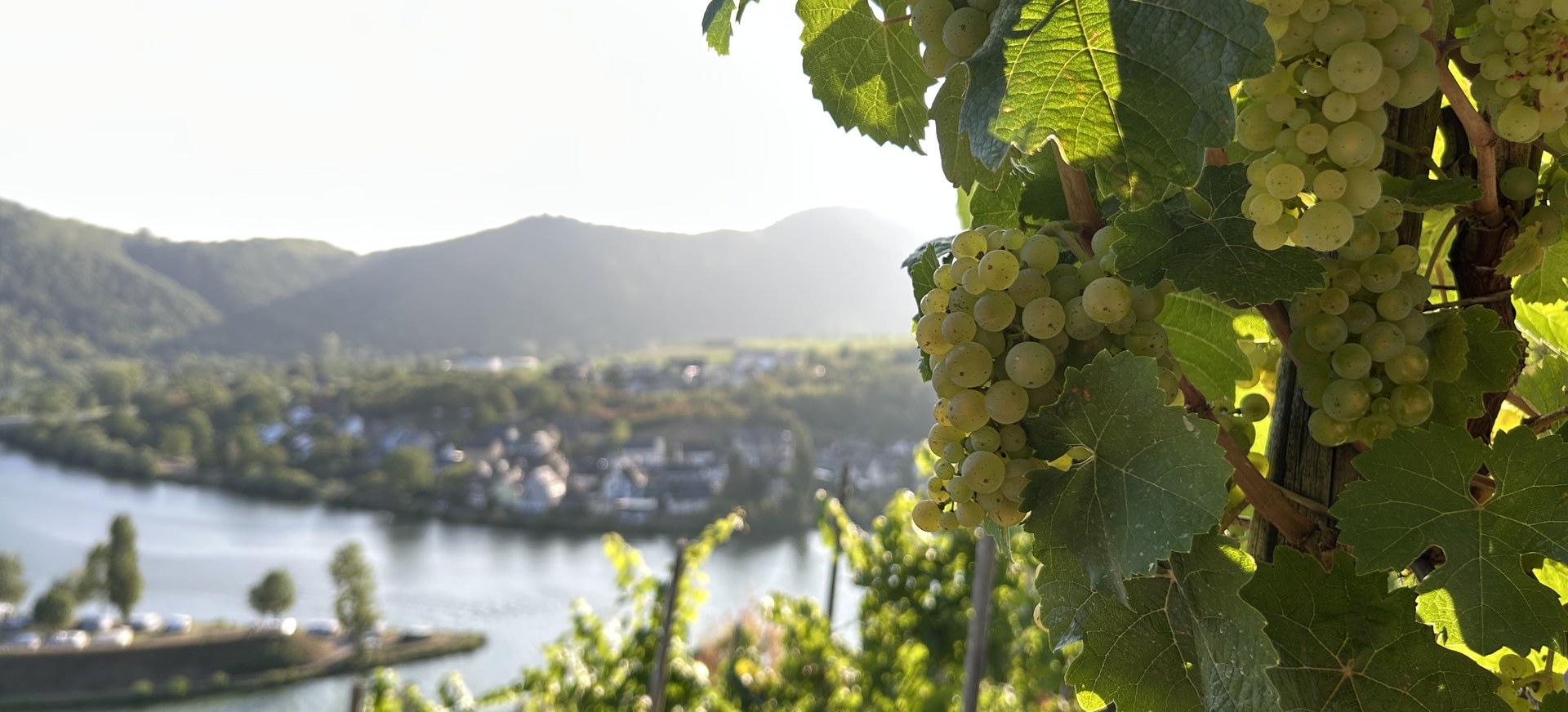 Weingut von Sikorski