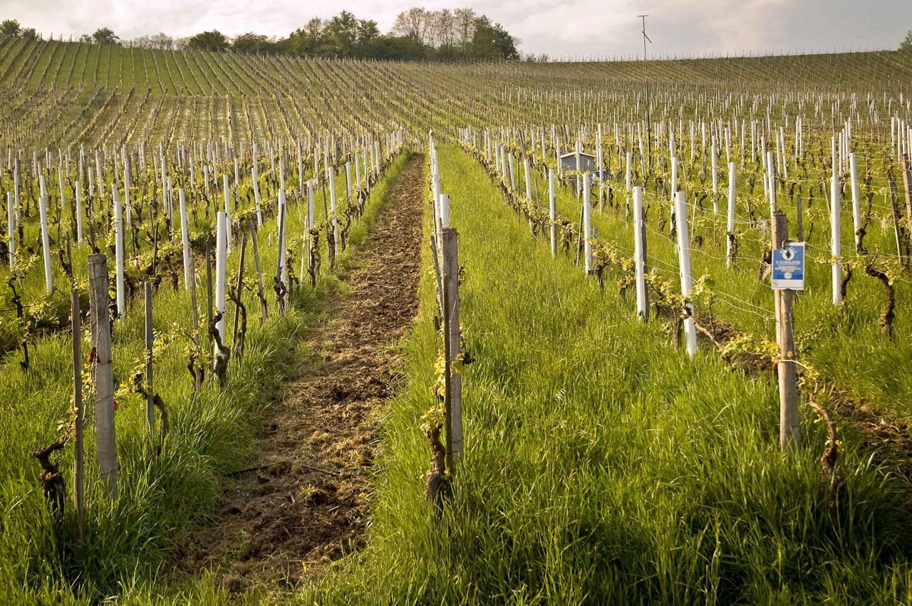 Weingut Schmalzried