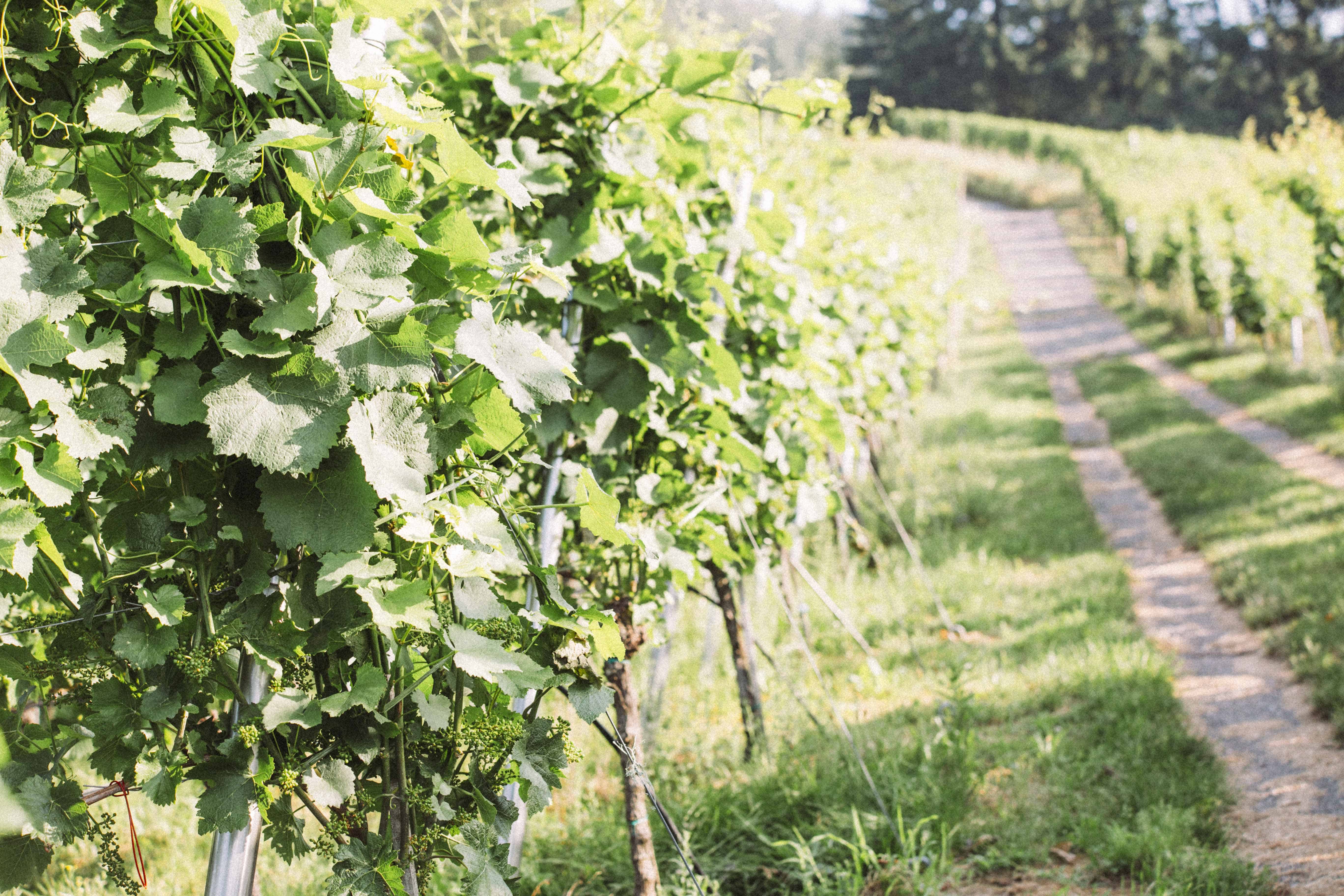 Weingut Köninger