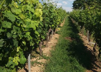 Weingut Stutzmann