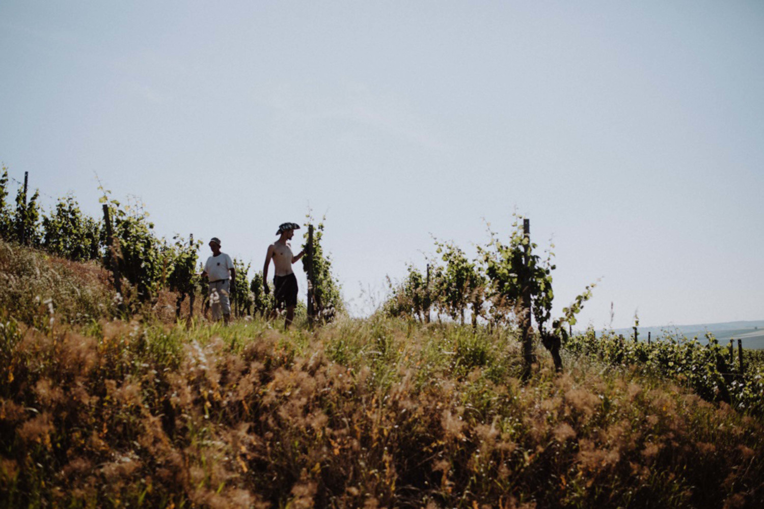 Weingut Braunewell