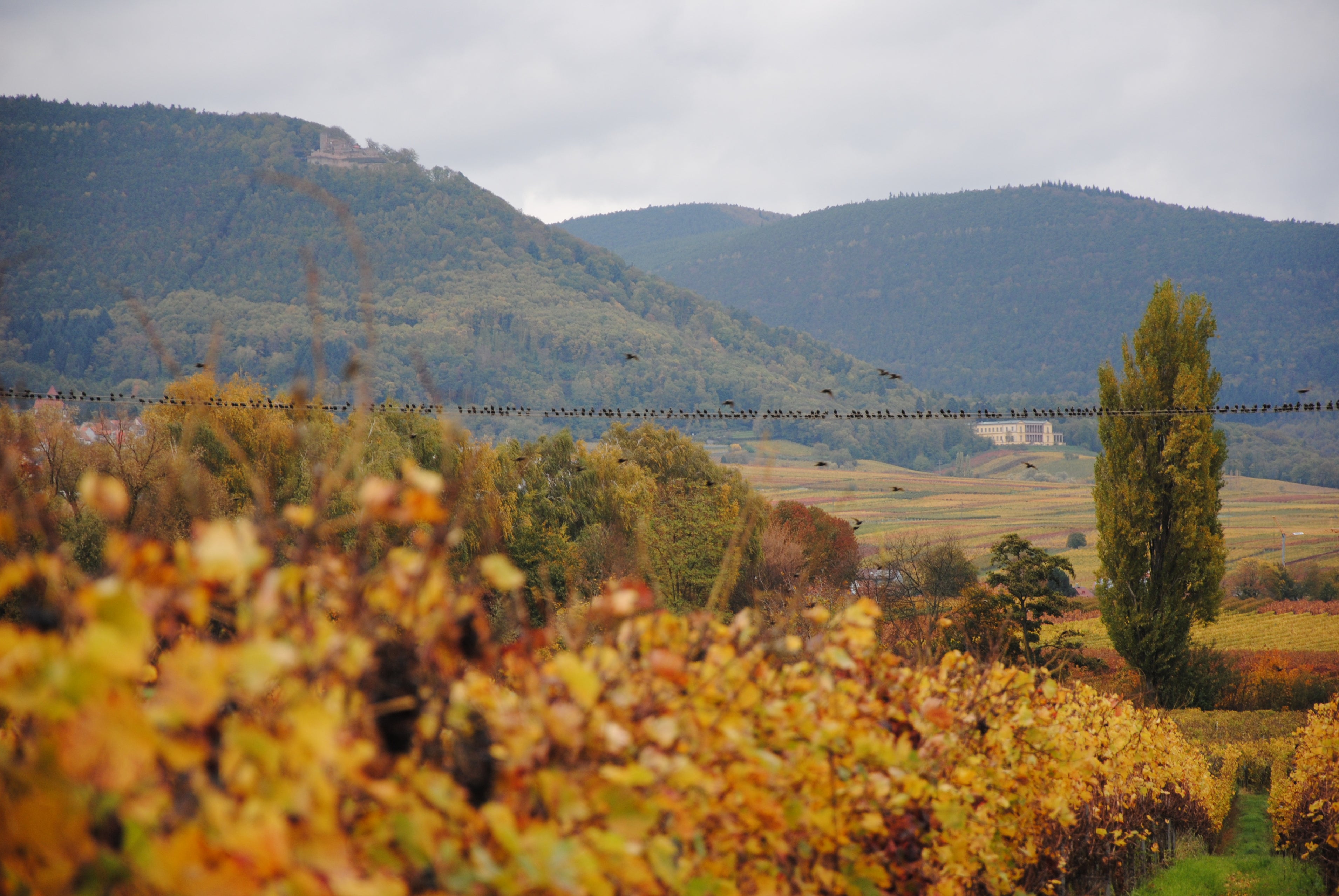 Weingut Lothar Hagenbuch & Söhne