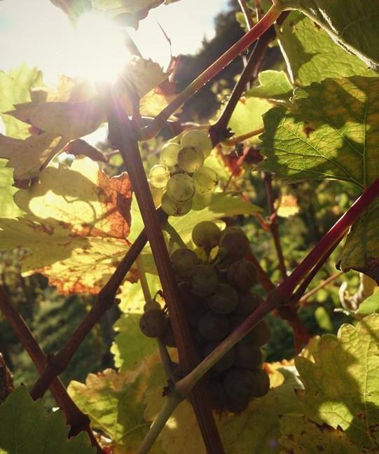 Weingut Weckbecker