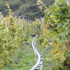 Weingut Schorn