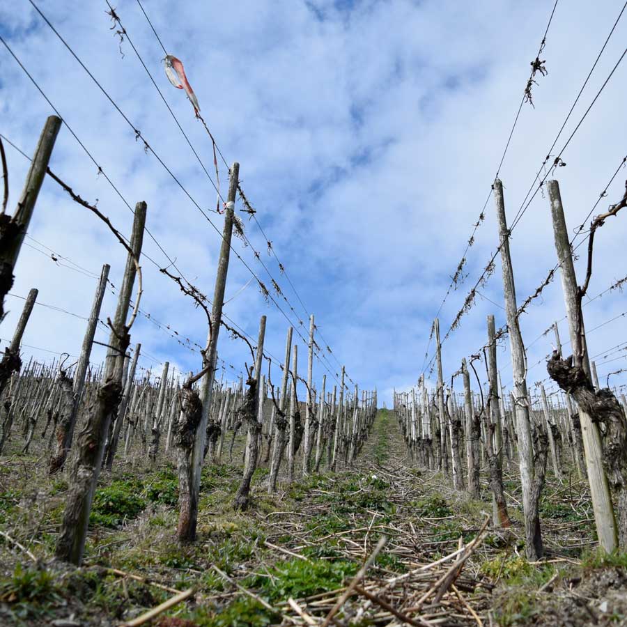 Weingut Schedler Edmund