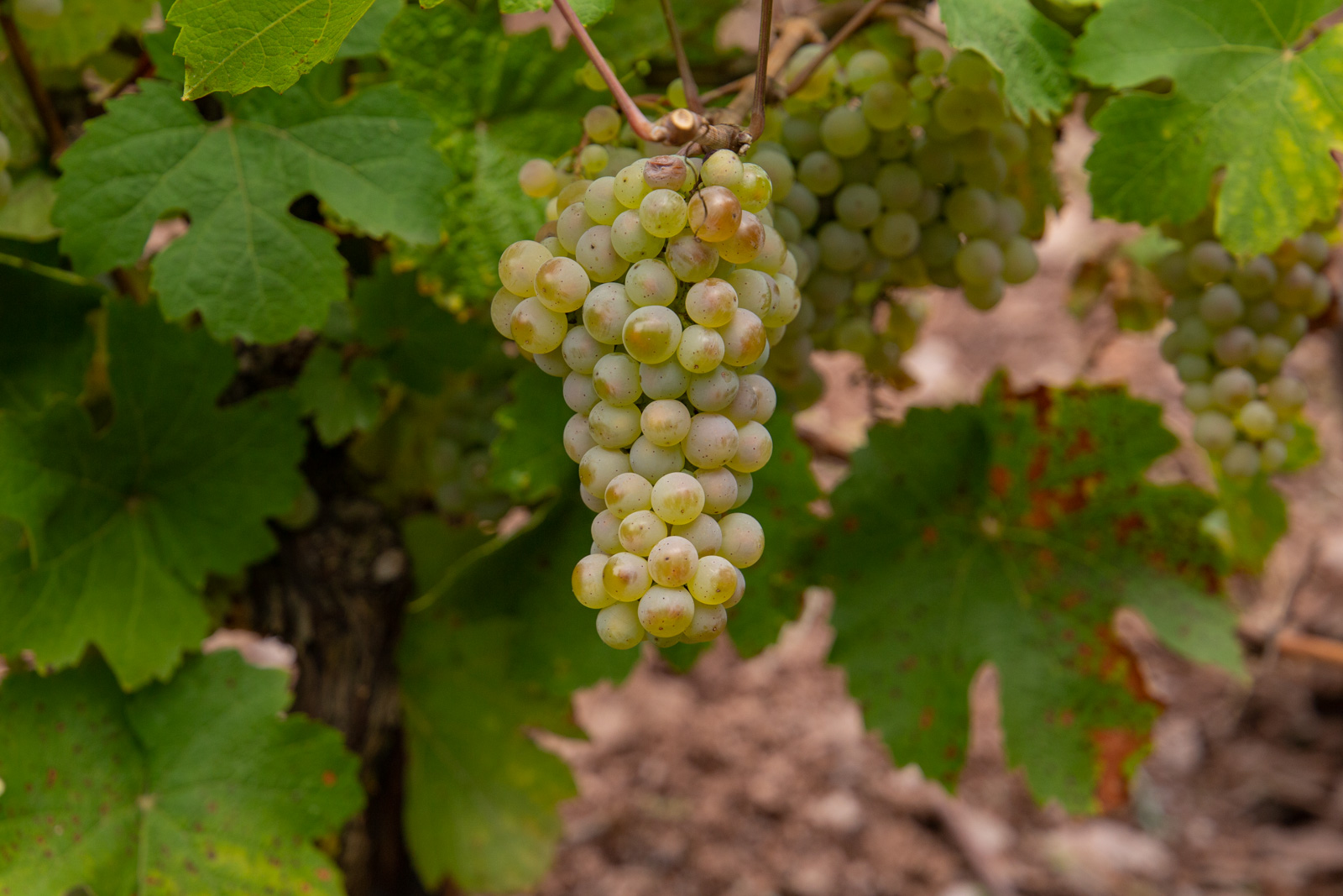 Weingut Dieter Oster