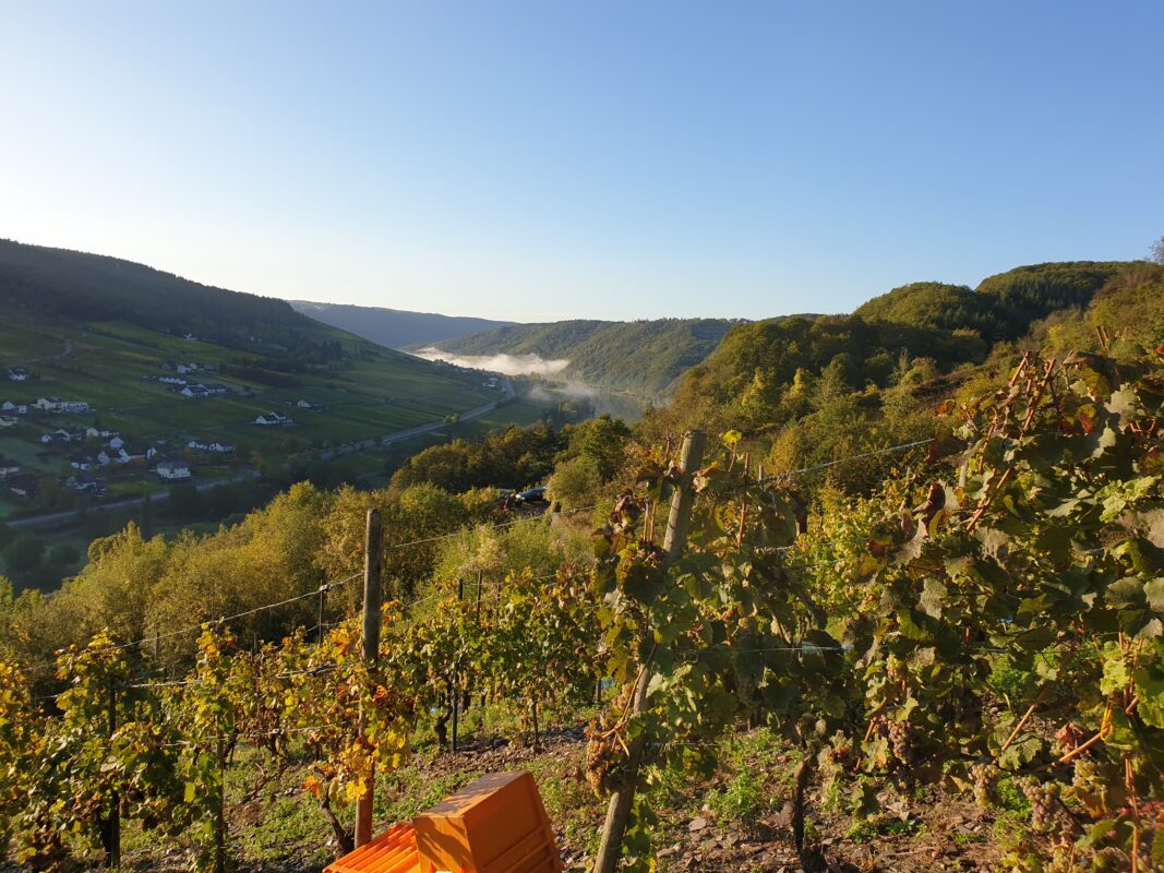 Weingut Reinhold Burg