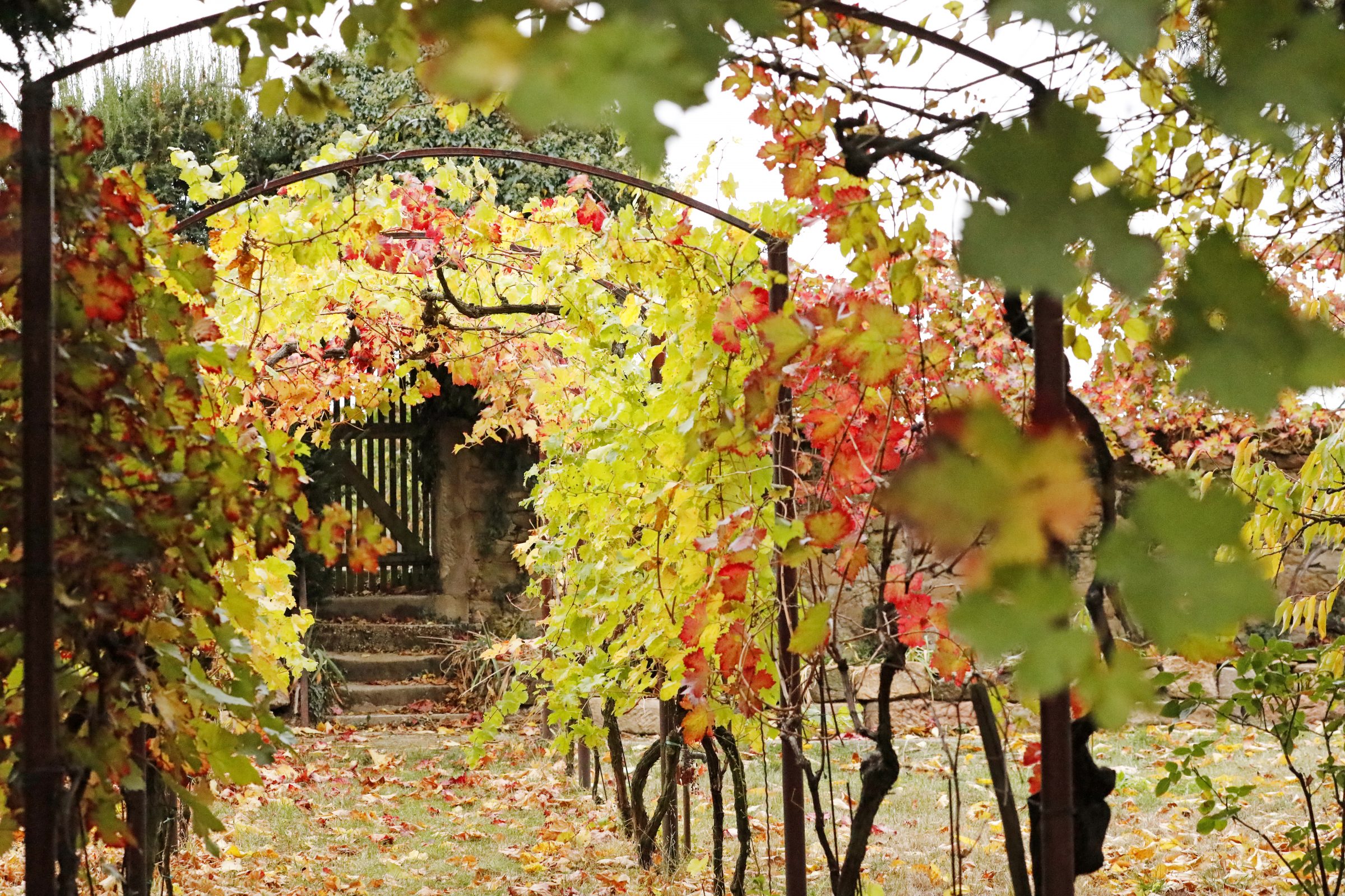 Weingut Mechthild Hammel