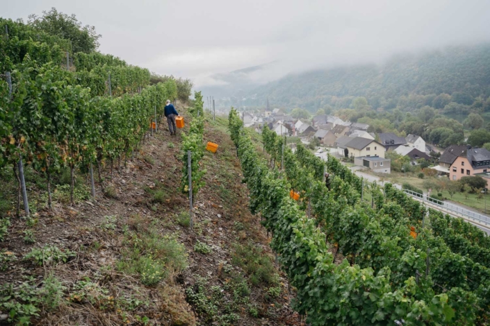 SCHNEIDERS Die Weinmanufaktur