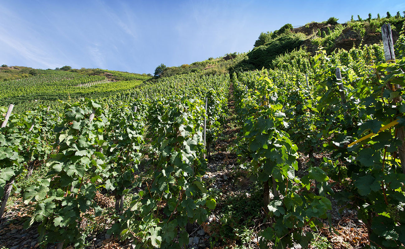 Weingut Norbert Wagner