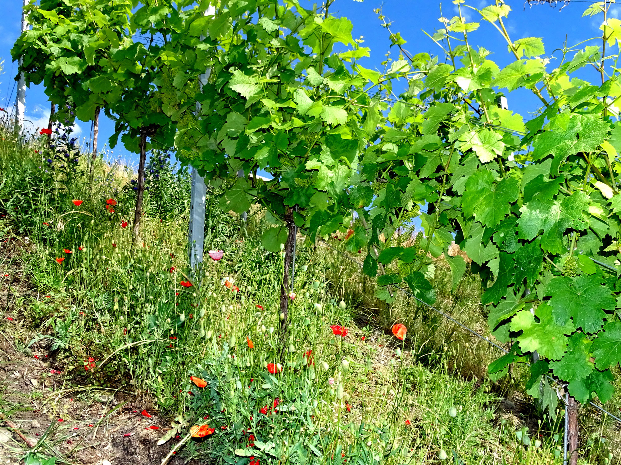 Weingut Christoph Koenen