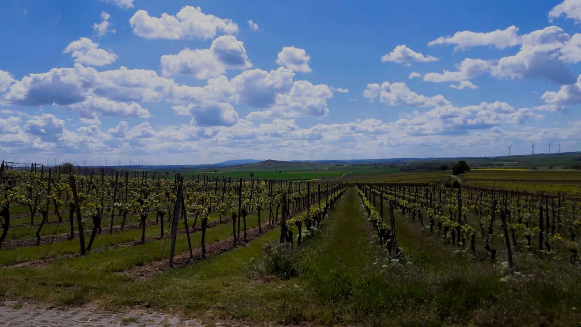 Weingut Petry& Frieß