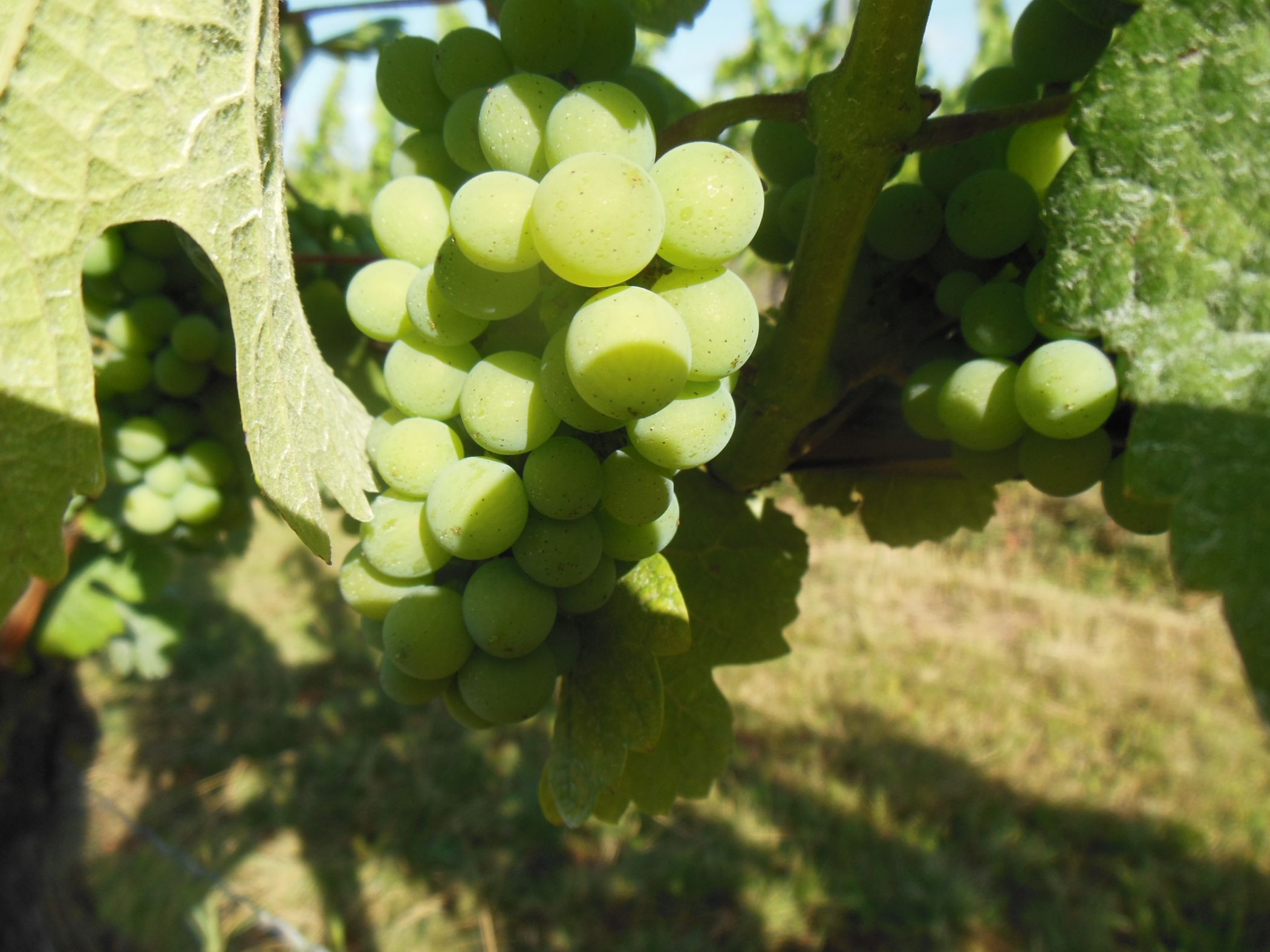 Weingut Schäfer