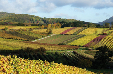 Weingut Gunter Stübinger