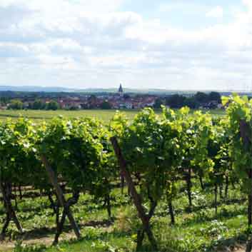 Weinhof Schreiber