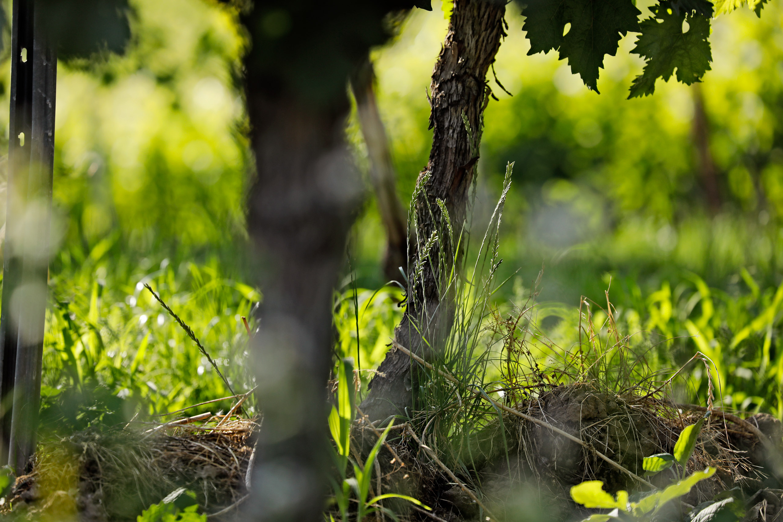 Weingut Wilker