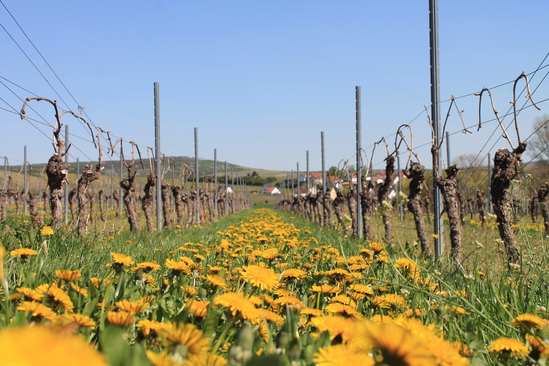 Weingut Werlé Erben